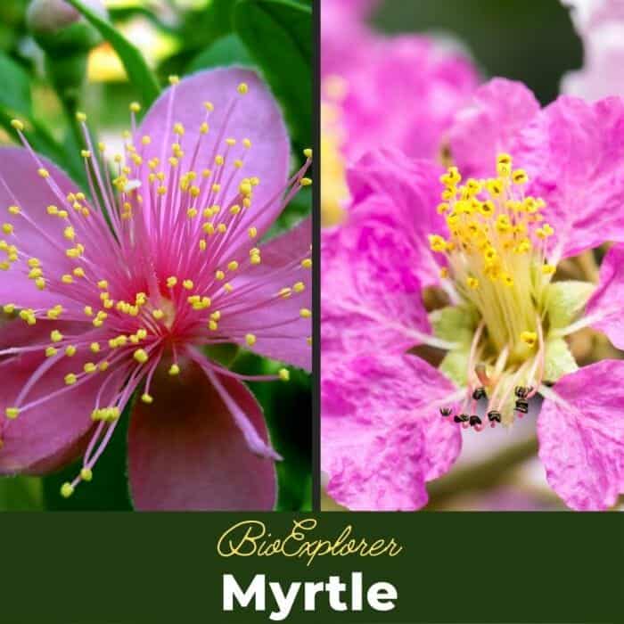 Myrtle