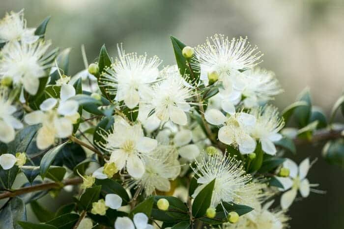 Myrtus Nivellei