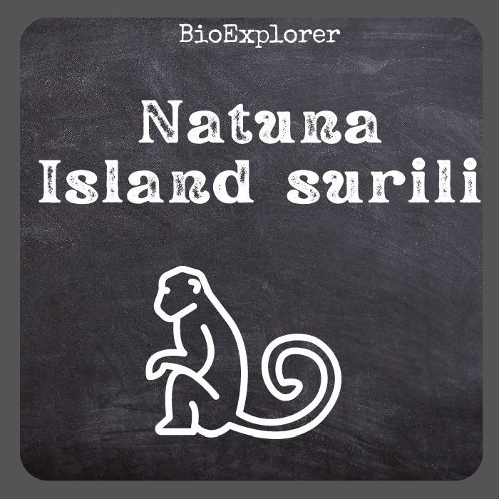 Natuna Island Surili