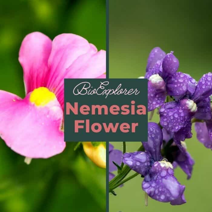 Nemesia