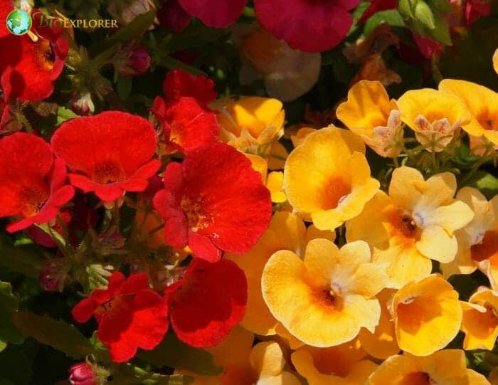 Nemesia Flowers