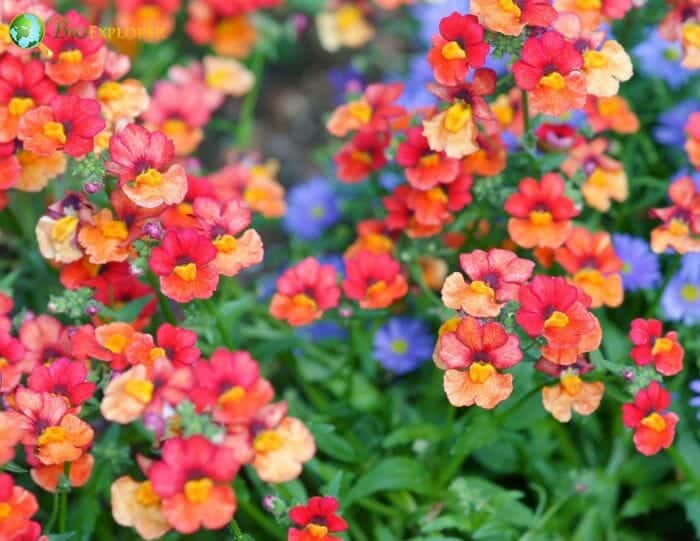 Nemesia Flowers