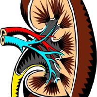 Nephrologist