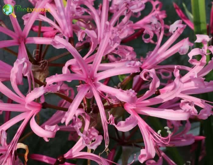 Nerine Flowers