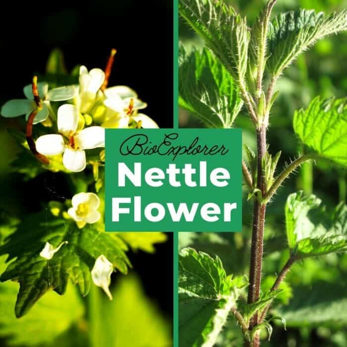 Nettle