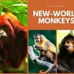 New-World Monkeys