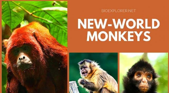 New-World Monkeys