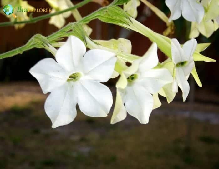 Nicotiana Alata