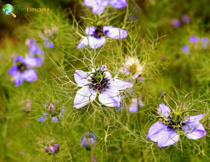 Nigella Flowers