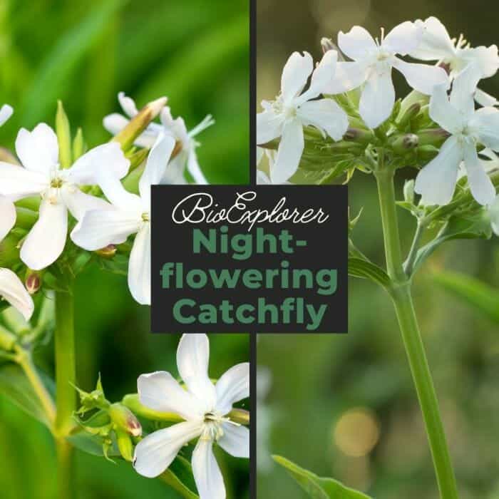 Night Flowering Catchfly