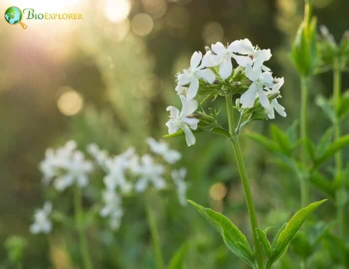 Night Flowering Catchfly Flowers