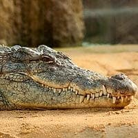 Nile crocodile