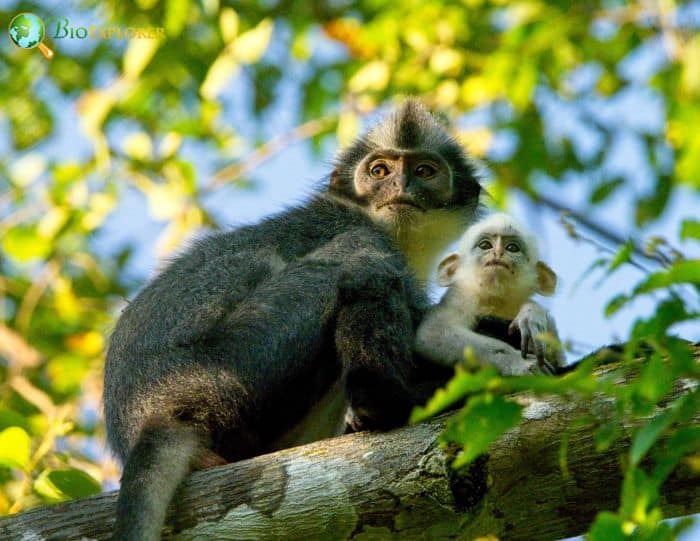 North Sumatran Leaf Monkey 