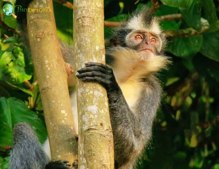 North Sumatran Leaf Monkey 