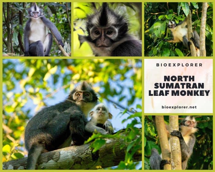 North Sumatran Leaf Monkey