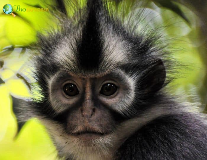 North Sumatran Leaf Monkey