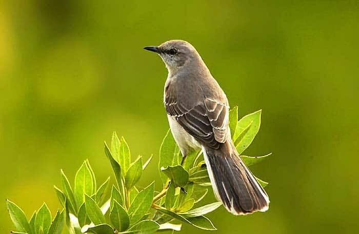 Northern Mockingbird