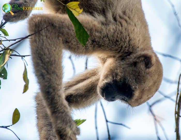 Northern Muriqui