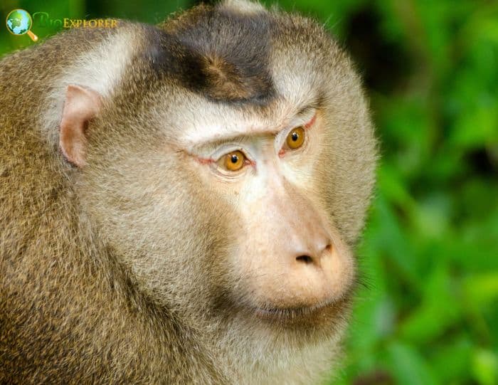 Northern Pig-tailed Macaque