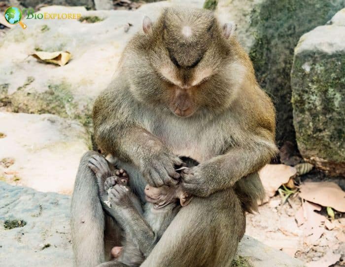 Grooming Northern Pig-tailed Macaques