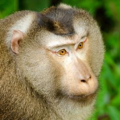 Northern Pig-tailed Macaque