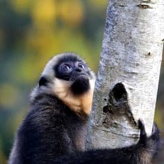 Northern Yellow-cheeked Crested Gibbon