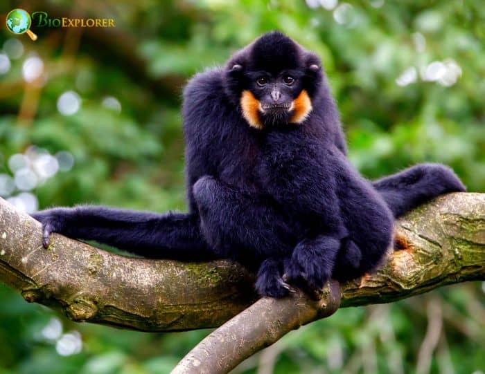 Northern Buffed Cheeked Gibbon