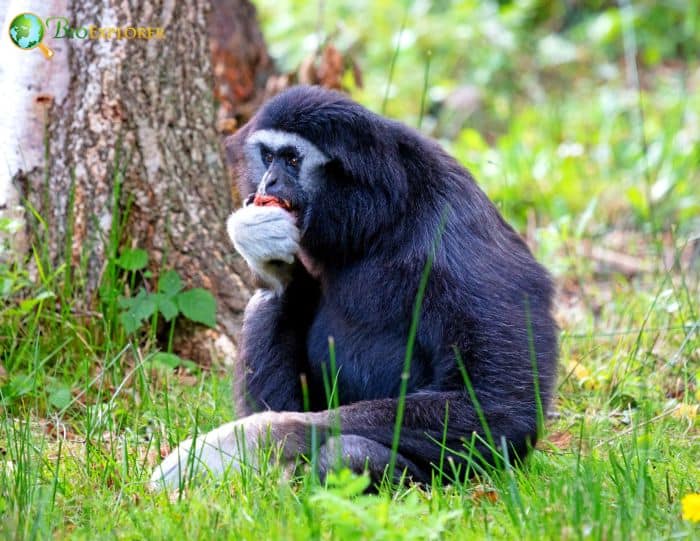 Northern White Cheeked Gibbon 