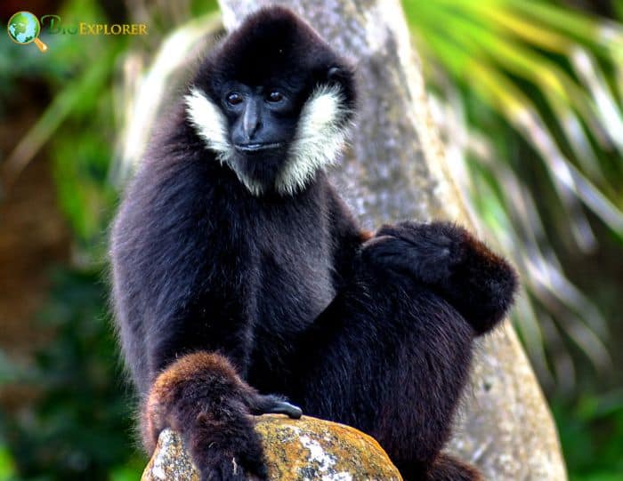 Northern White Cheeked Gibbon 