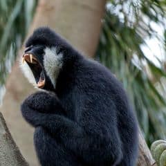 Northern White-cheeked Crested Gibbon