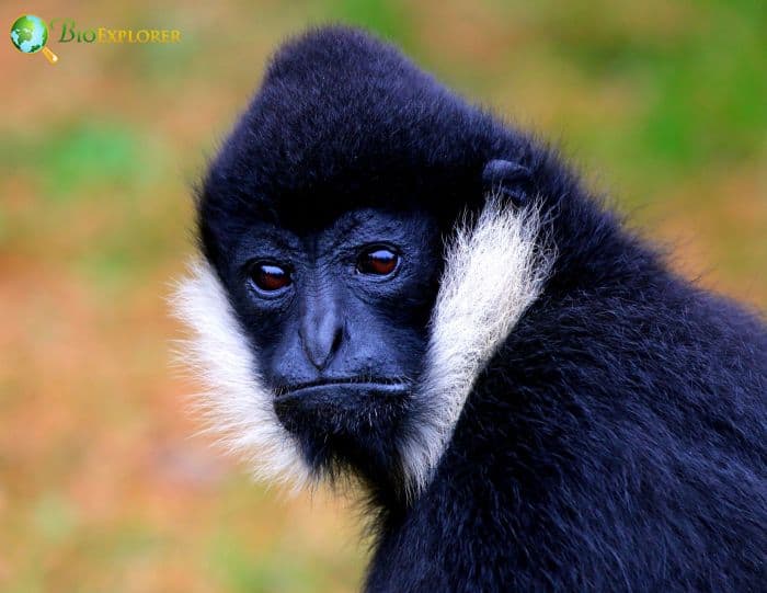 Northern White Cheeked Gibbon F