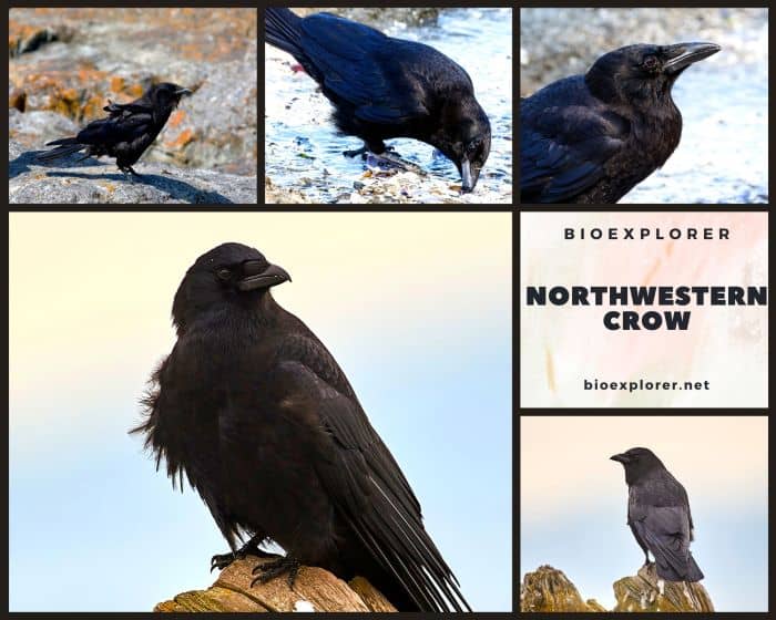 Northwestern Crow