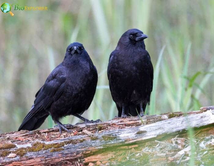 Northwestern Crow