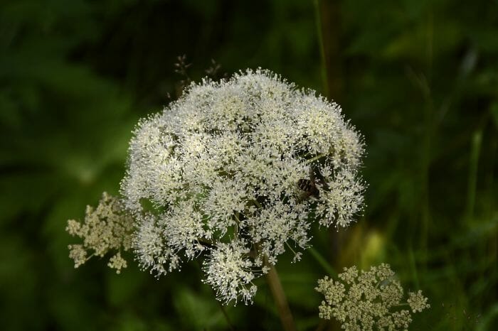 Norwegian Angelica