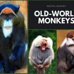 Old-World Monkeys