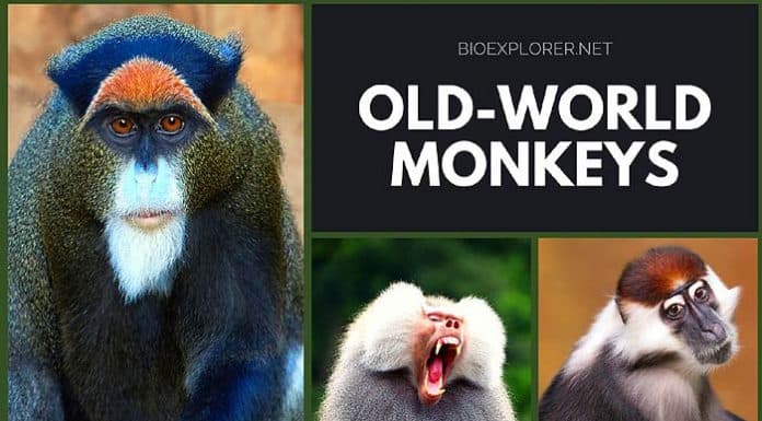 Old-World Monkeys