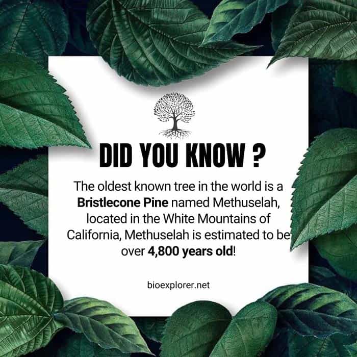 Did you know that the oldest known tree in the world is a Bristlecone Pine named Methuselah? Located in the White Mountains of California, Methuselah is estimated to be over 4,800 years old!