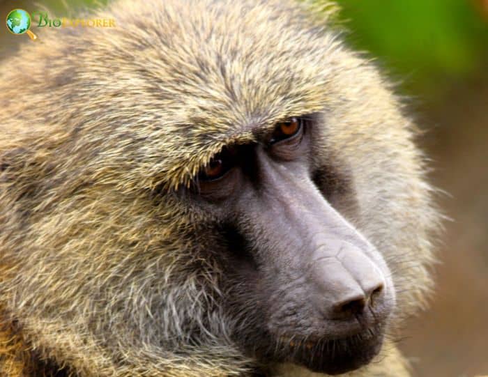 Olive Baboon 