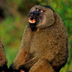 Olive Baboon