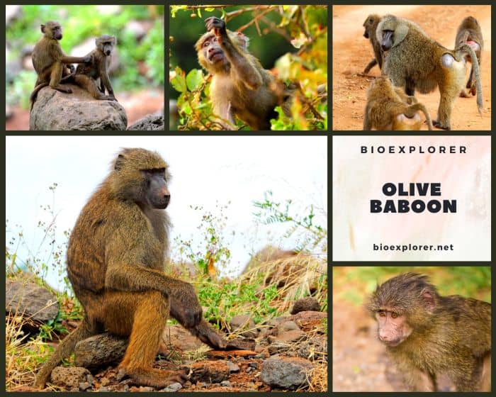 Olive Baboon