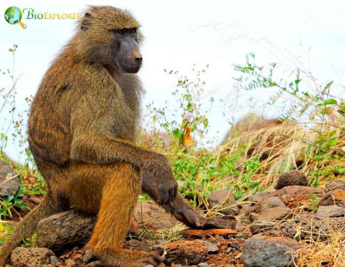 Olive Baboon