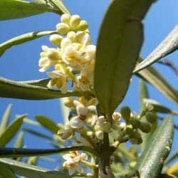 Olive flower (Oleaceae)