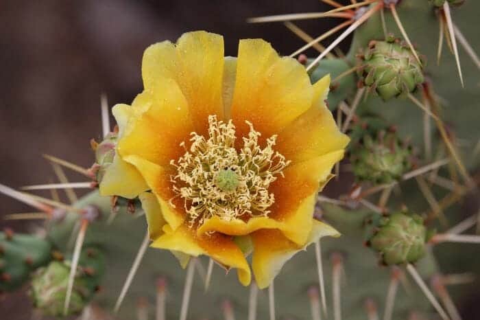 Opuntia Ficus Indica