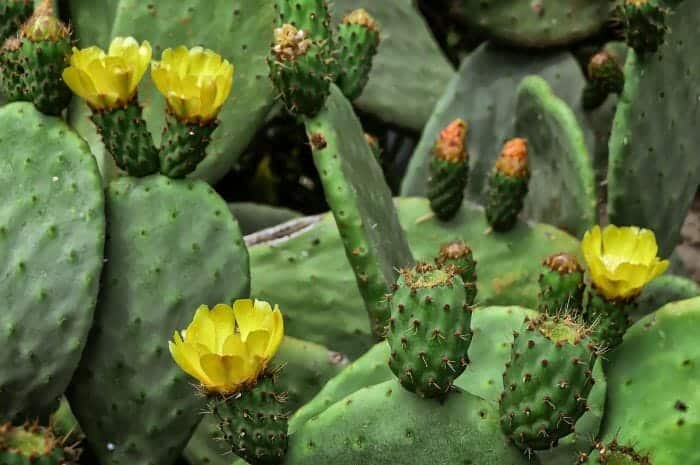 Opuntia Flowers