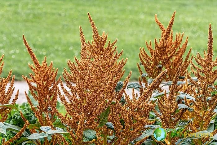 Orange Amaranthus hypochondriacus