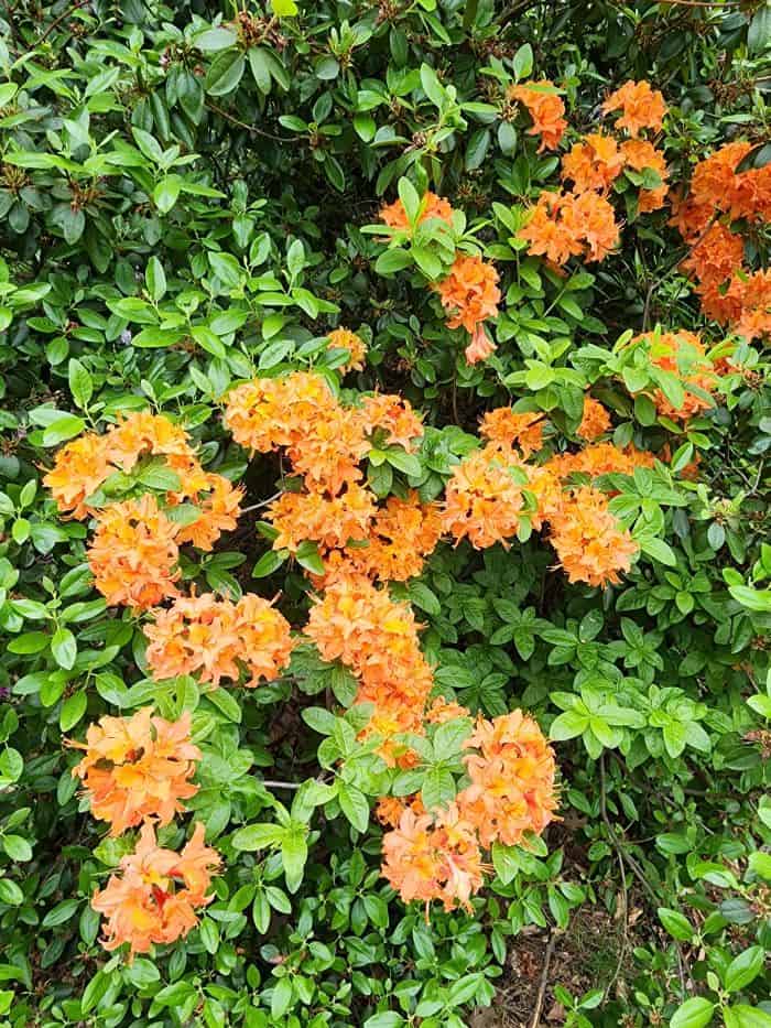 Orange Azaleas Flowering Plants