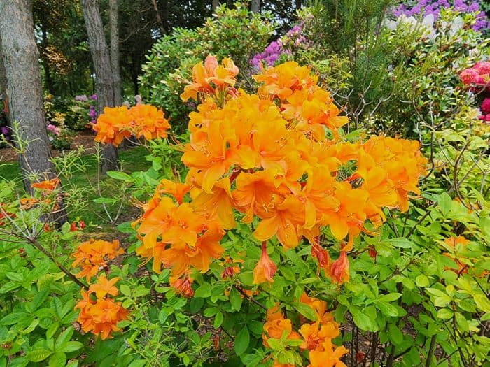 Orange Azaleas