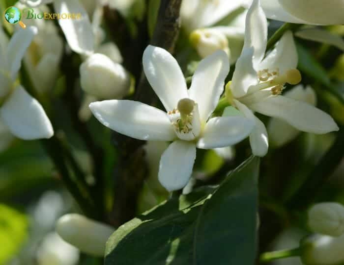 Orange Tree Flowers