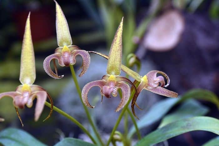 Orchidaceae Flowers