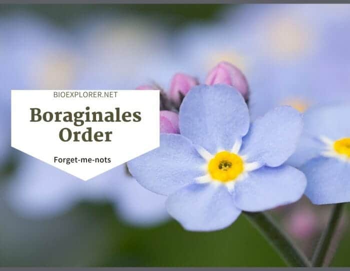 Order Boraginales